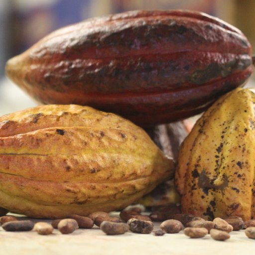 Cacao Pods