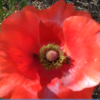 poppylishious