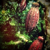 Trinitario Pods