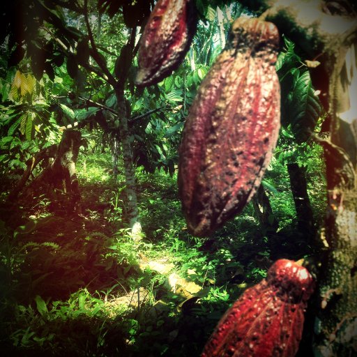 Trinitario Pods