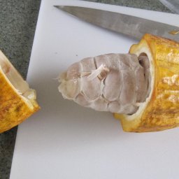 Just-opened cacao pod