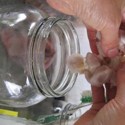 Placing caco beans in jar for fermentation