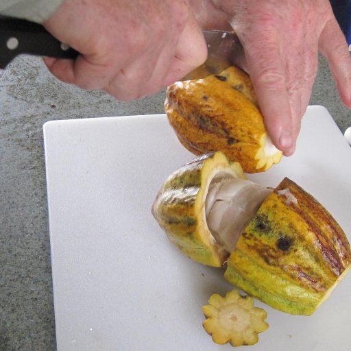 Carefully opening pods so as not to cut beans