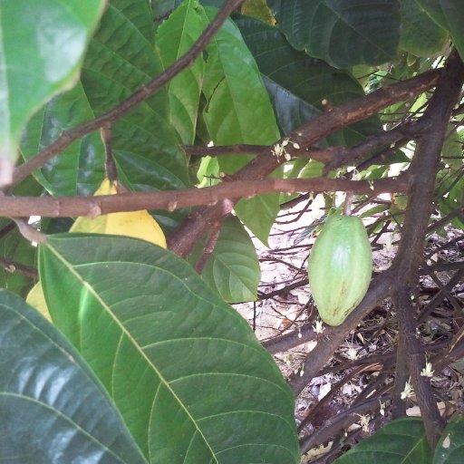 Darwin Botanic Gardens