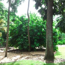 Darwin Botanic Gardens