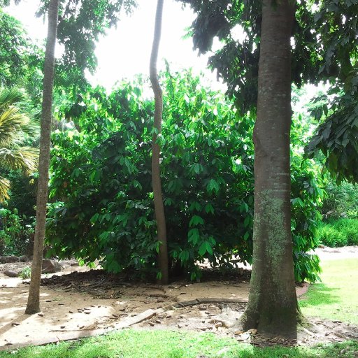 Darwin Botanic Gardens