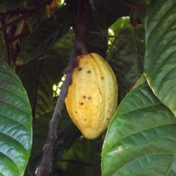 Darwin Botanic Gardens