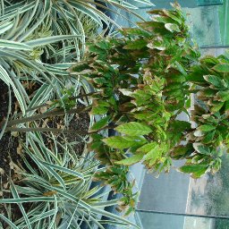 Adelaide Botanic Gardens: May 2009