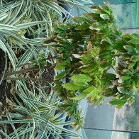Adelaide Botanic Gardens: May 2009