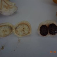 white & violet cacao