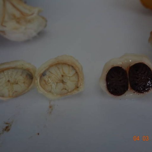 white & violet cacao
