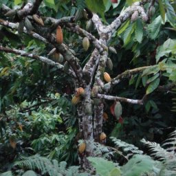 Arbol de Cacao
