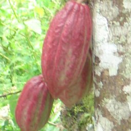 Arbol de Cacao