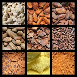From cocoapulp to cacaopowder