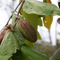 Theobroma Bicolor