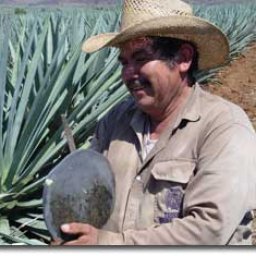 agave farmer