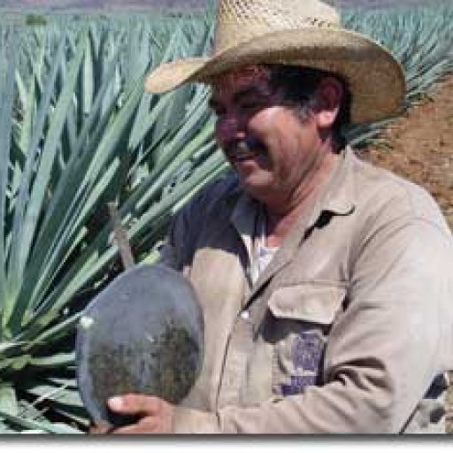 agave farmer