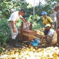Cacao nectar extraction