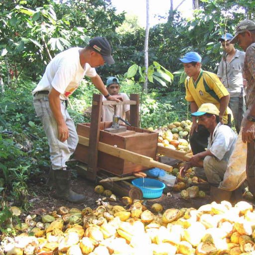 Cacao nectar extraction