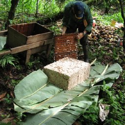 Fressh cacao beans after nectar extraction
