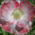 2012-04-25_1954