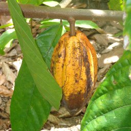Cacao - Dominican Republic