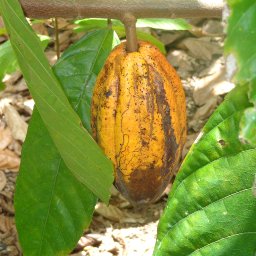 Cacao - Dominican Republic