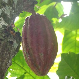 End of Harvest - Dominican Republic