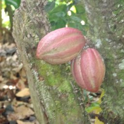 End of Harvest - Dominican Republic