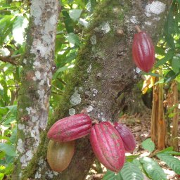 End of Harvest - Dominican Republic
