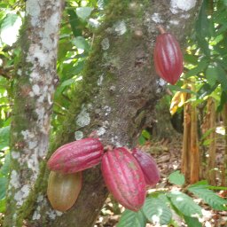 End of Harvest - Dominican Republic