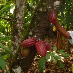 End of Harvest - Dominican Republic
