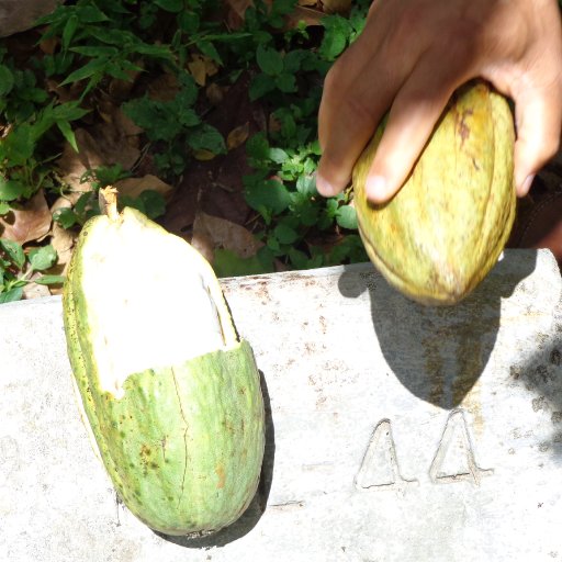 El Instituto Dominicano de Investigaciones Agropecuarias y Forestales (IDIAF)
