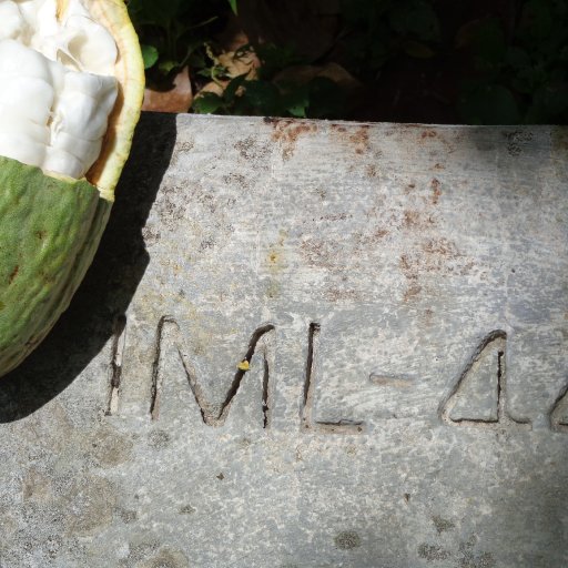 El Instituto Dominicano de Investigaciones Agropecuarias y Forestales (IDIAF)