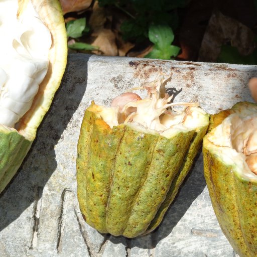 El Instituto Dominicano de Investigaciones Agropecuarias y Forestales (IDIAF)