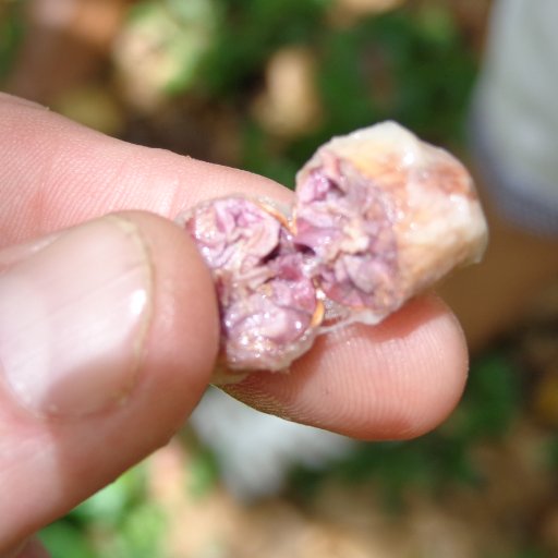 El Instituto Dominicano de Investigaciones Agropecuarias y Forestales (IDIAF)