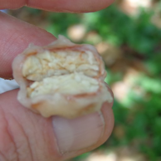 El Instituto Dominicano de Investigaciones Agropecuarias y Forestales (IDIAF)