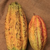 Cacao Pods