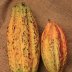 Cacao Pods