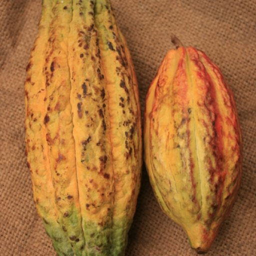 Cacao Pods
