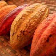More Cacao Pods