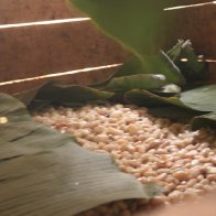 Fermenting Under Banana Leaves