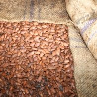 Fermenting Under Jute Sack