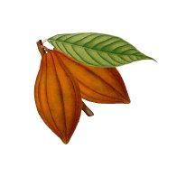 cocoa