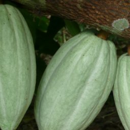 Belize 2011 187