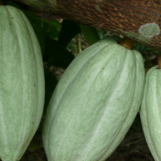 Belize 2011 187