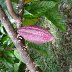 Belize 2011 184