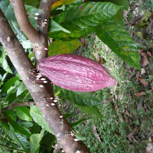 Belize 2011 184