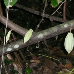 Belize 2011 170