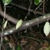 Belize 2011 170